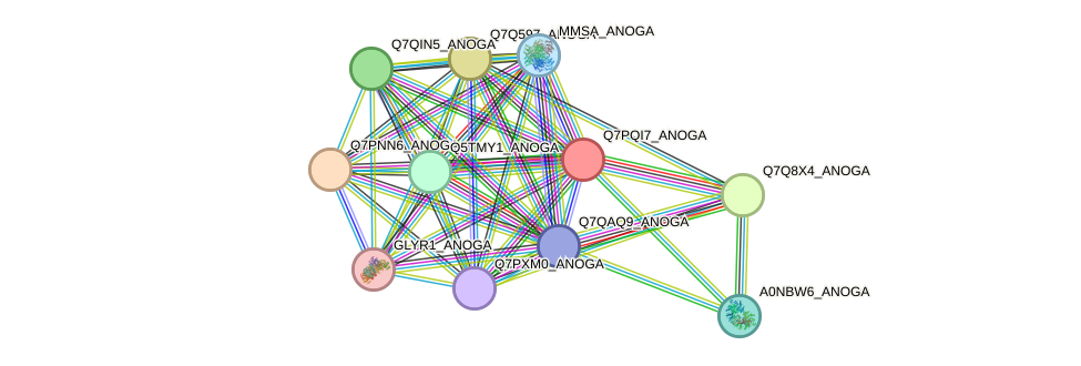 STRING protein interaction network