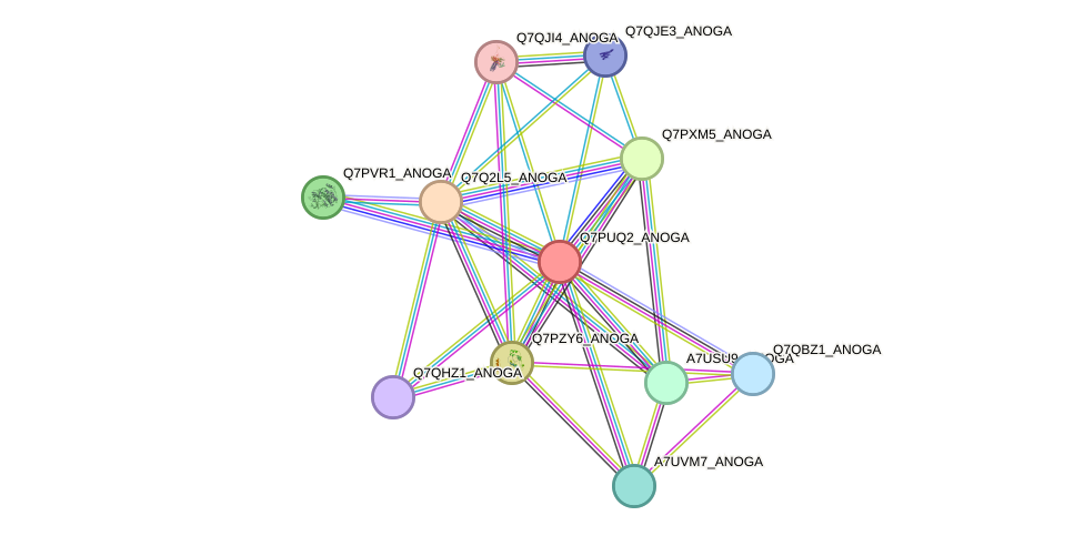 STRING protein interaction network