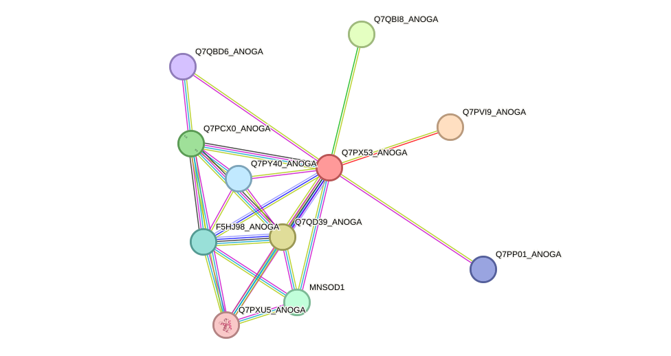 STRING protein interaction network