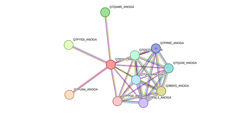 STRING protein interaction network