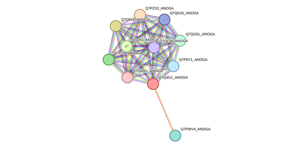 STRING protein interaction network