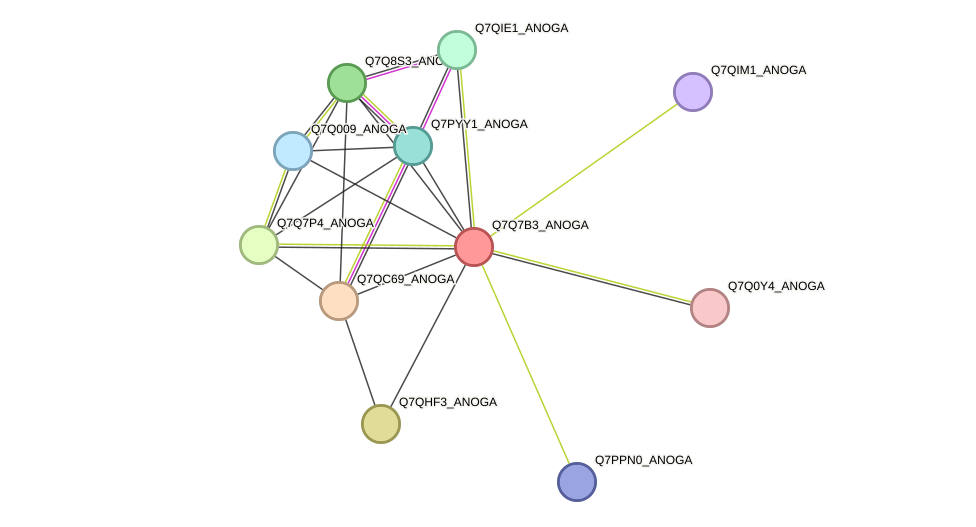 STRING protein interaction network