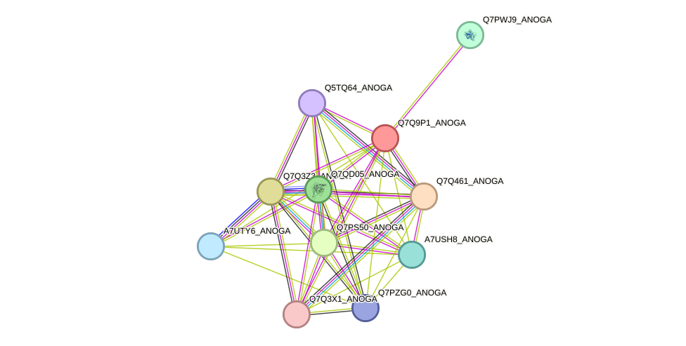 STRING protein interaction network