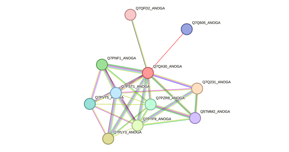 STRING protein interaction network