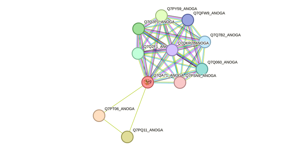 STRING protein interaction network