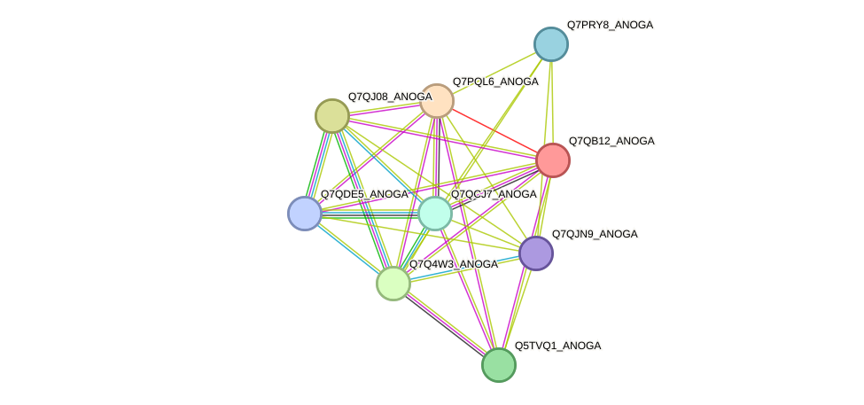 STRING protein interaction network