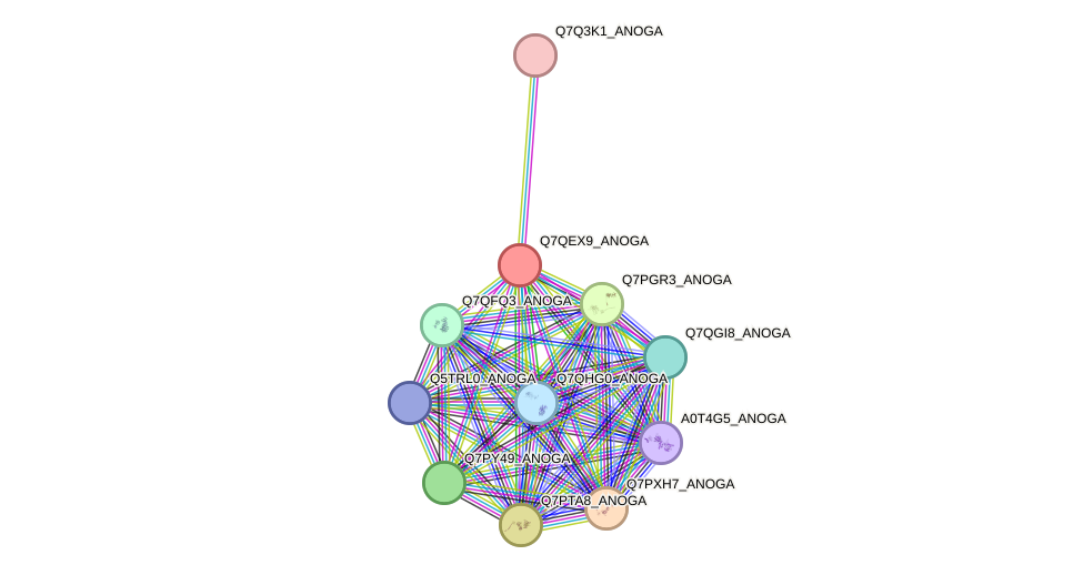 STRING protein interaction network