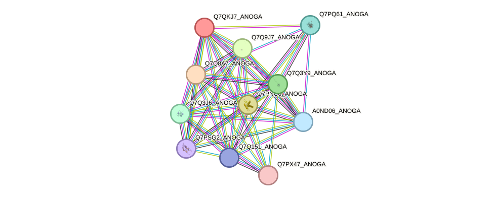 STRING protein interaction network