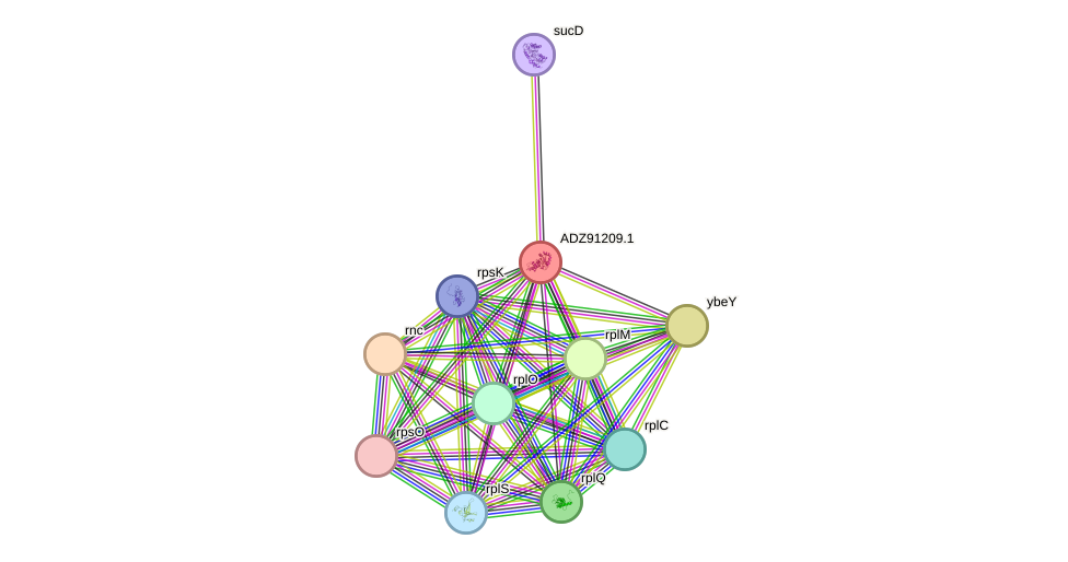 STRING protein interaction network