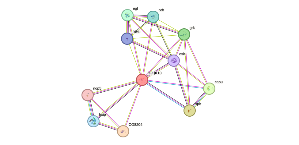 STRING protein interaction network