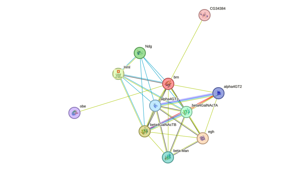 STRING protein interaction network