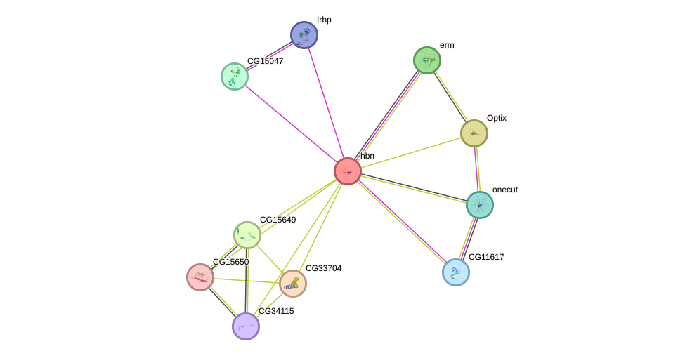 STRING protein interaction network