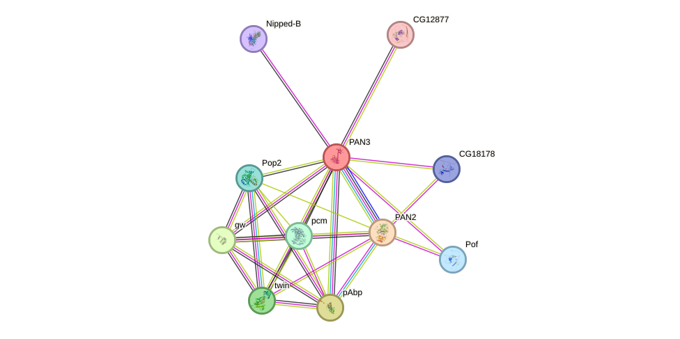 STRING protein interaction network