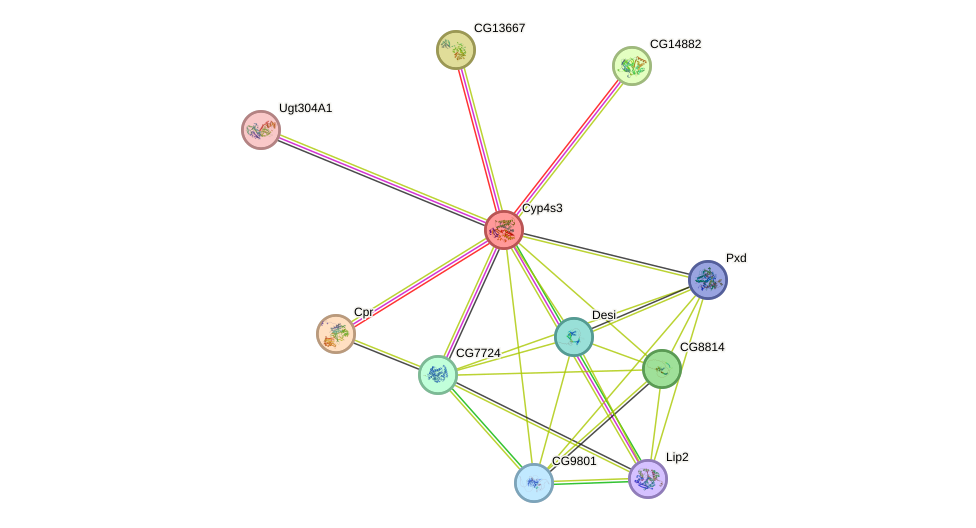 STRING protein interaction network