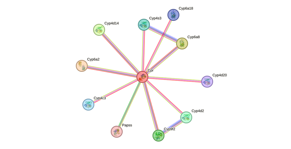 STRING protein interaction network