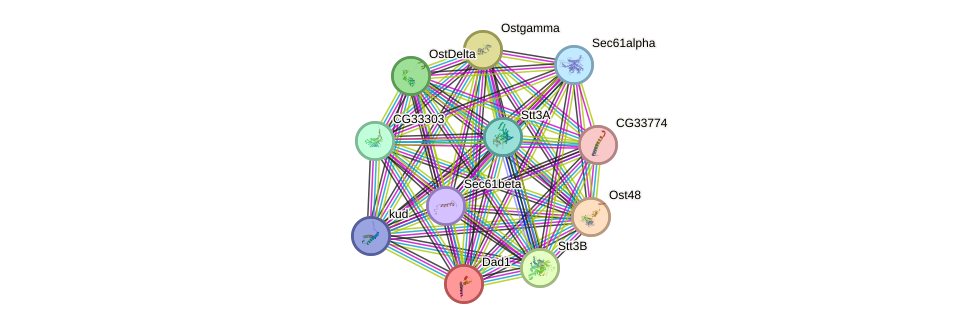 STRING protein interaction network