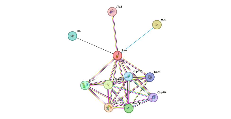 STRING protein interaction network