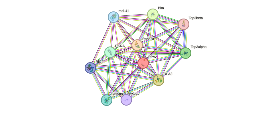 STRING protein interaction network