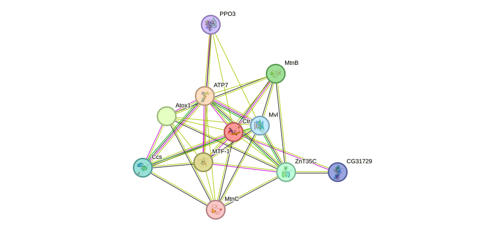 STRING protein interaction network