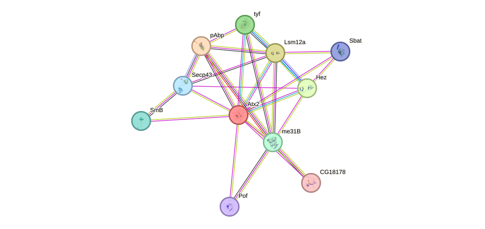 STRING protein interaction network