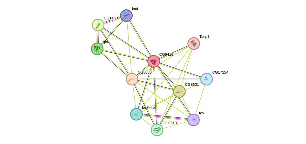 STRING protein interaction network