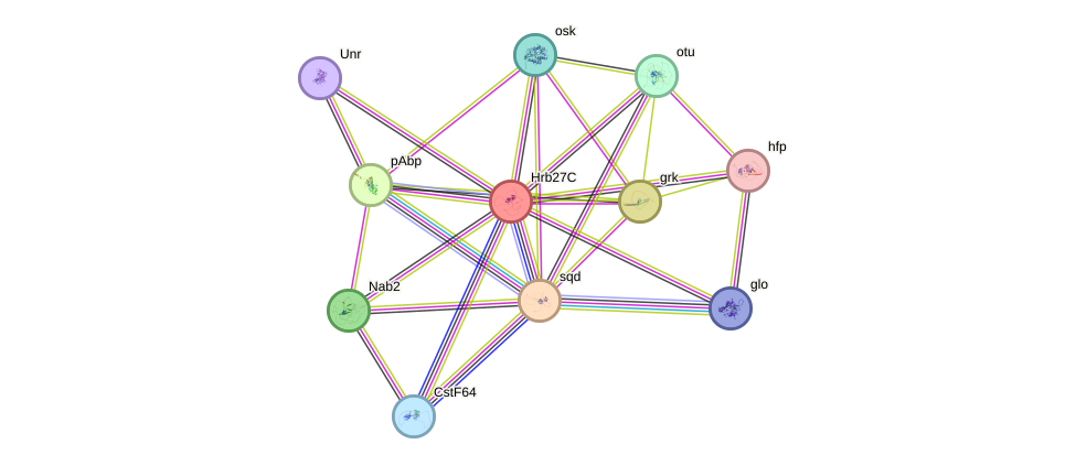 STRING protein interaction network