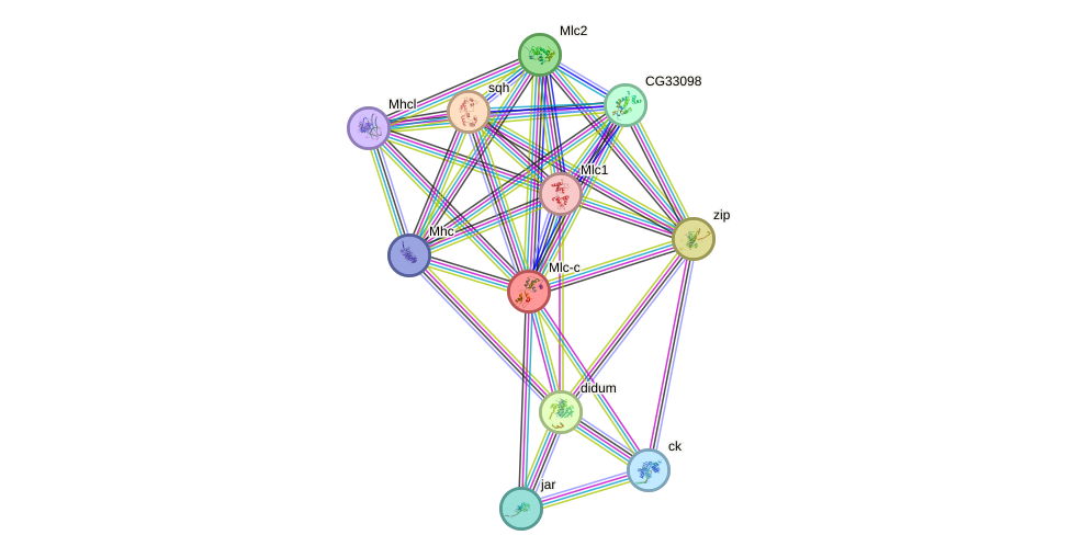 STRING protein interaction network