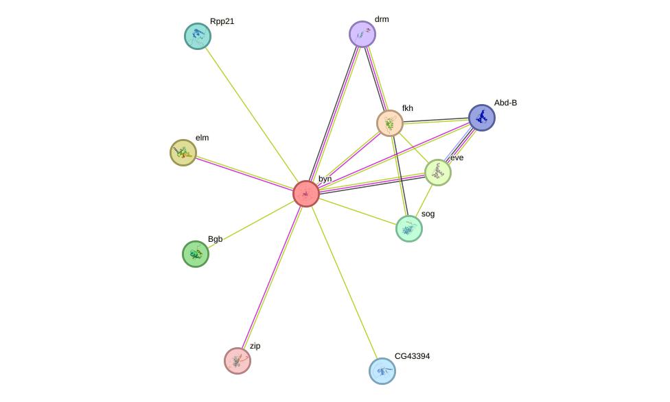 STRING protein interaction network