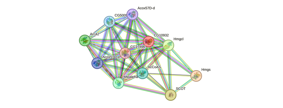 STRING protein interaction network