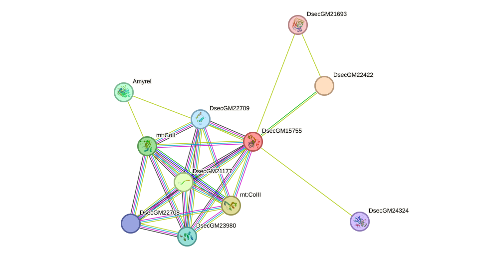 STRING protein interaction network