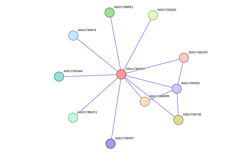 STRING protein interaction network