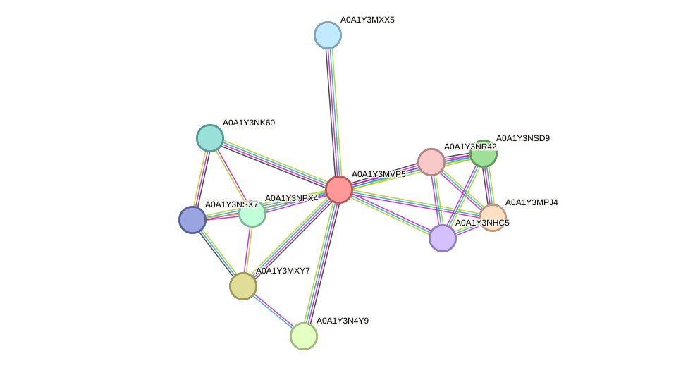 STRING protein interaction network