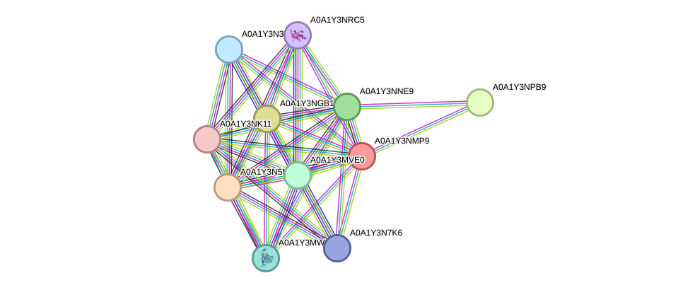 STRING protein interaction network