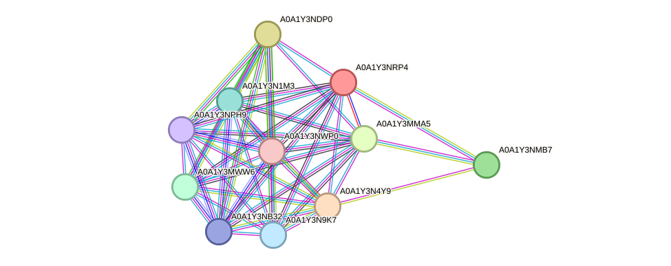 STRING protein interaction network