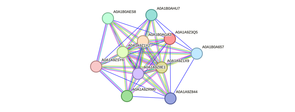 STRING protein interaction network