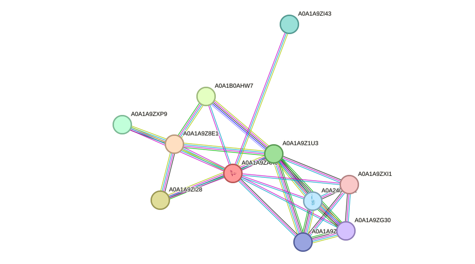 STRING protein interaction network