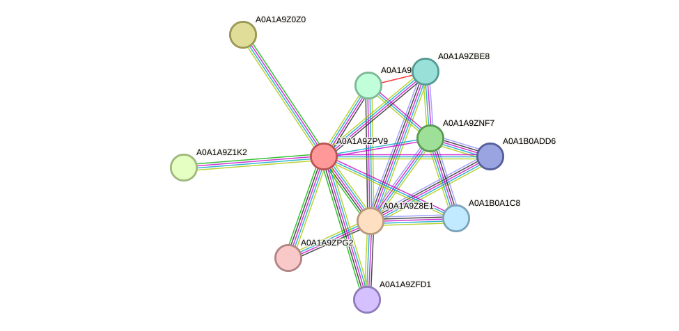 STRING protein interaction network