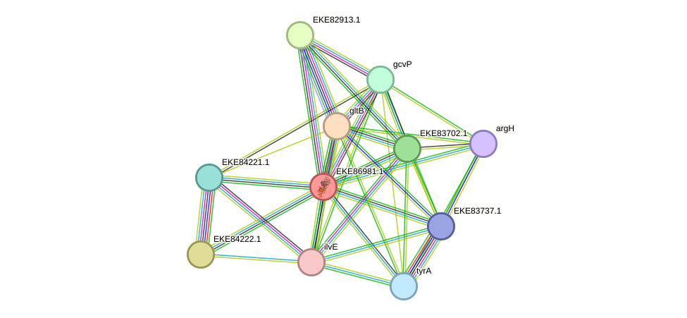 STRING protein interaction network