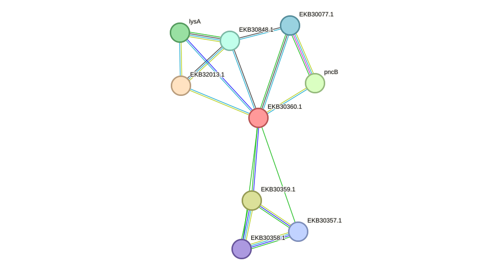 STRING protein interaction network
