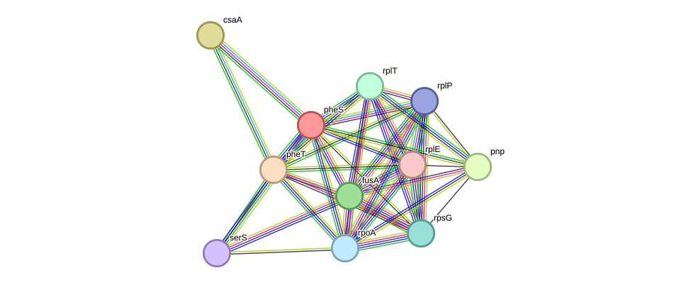 STRING protein interaction network