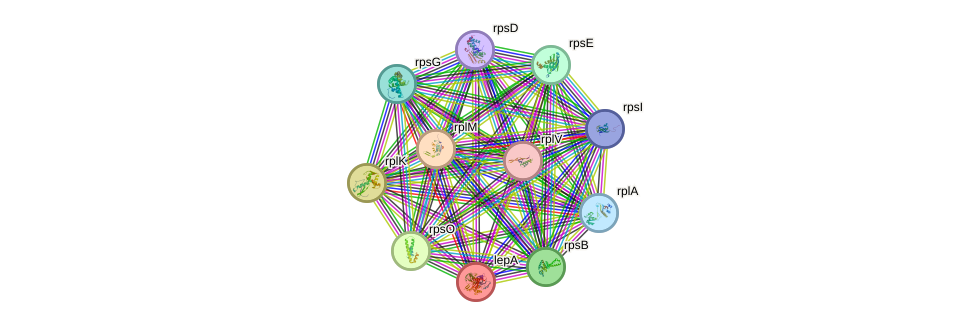 STRING protein interaction network