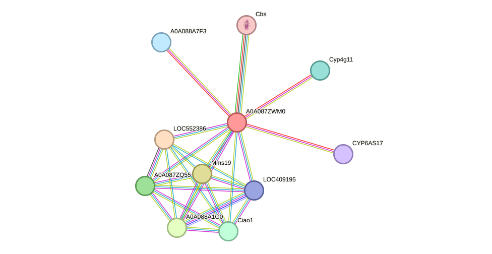 STRING protein interaction network