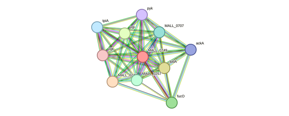 STRING protein interaction network