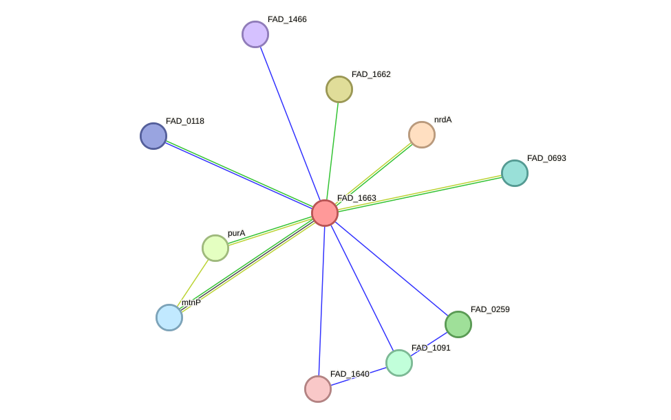 STRING protein interaction network