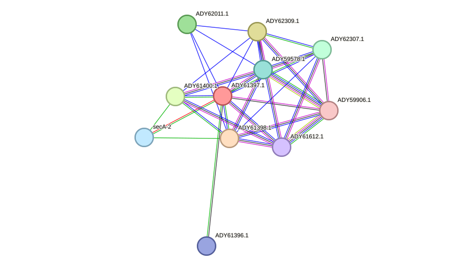 STRING protein interaction network