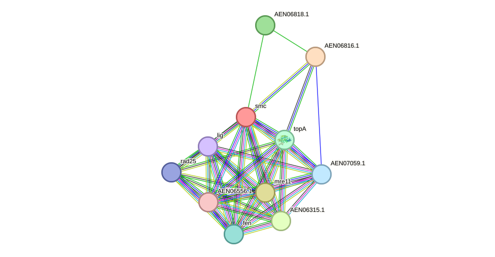 STRING protein interaction network