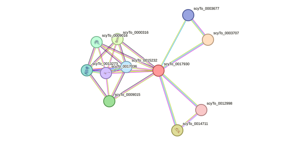 STRING protein interaction network