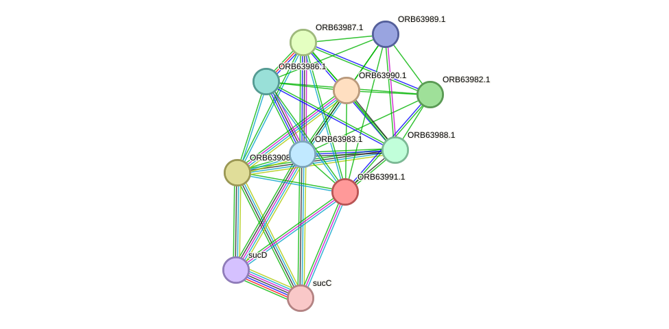 STRING protein interaction network