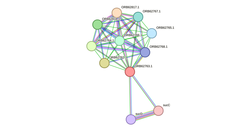 STRING protein interaction network