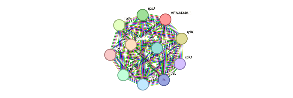 STRING protein interaction network